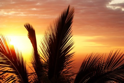 palm-reunion-island-sunset-evening-52548